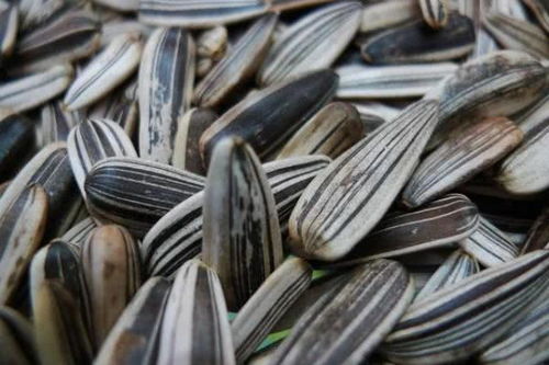 三種人不宜食用五香瓜子，購買后也需適量，健康知識(shí)快轉(zhuǎn)告家人